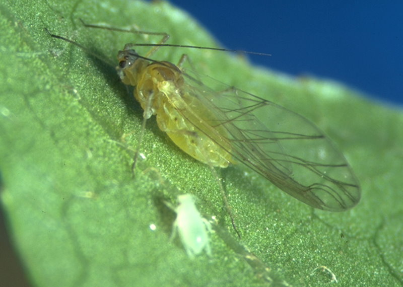 Blattlaus Aulacorthum solani (© Schrameyer)